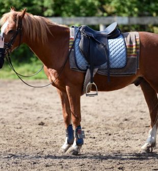 Ridläger i Stockholm: Upptäck glädjen på hästryggen