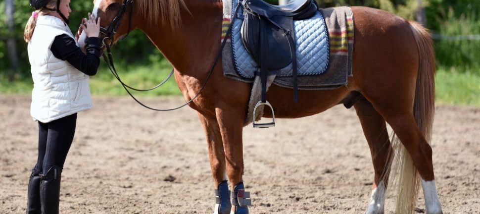 Ridläger i Stockholm: Upptäck glädjen på hästryggen